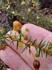 Acacia ulicifolia