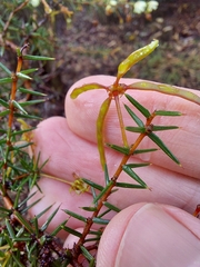Acacia ulicifolia