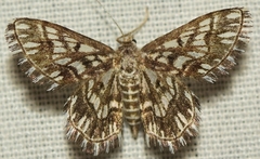 Cinglis andalusiaria