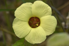 Pavonia cancellata