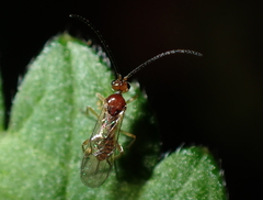 Meteorus pulchricornis