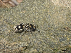 Hoplomutilla