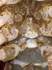 Procambarus lophotus