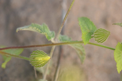 Pavonia cancellata