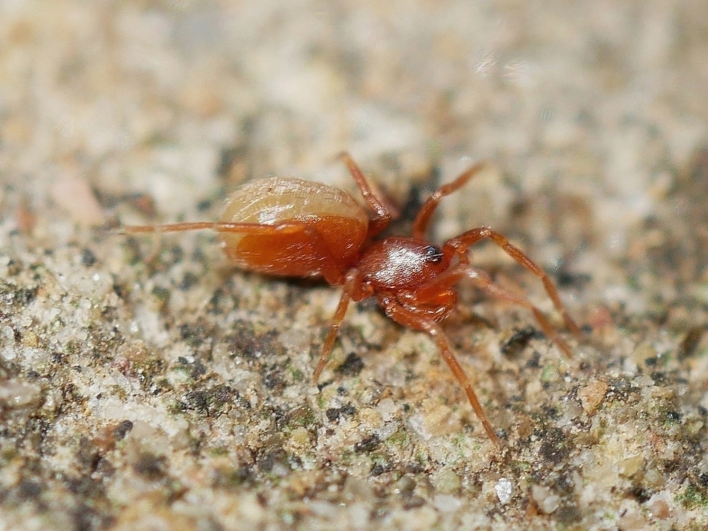 Escaphiella hespera