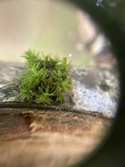 Lewinskya