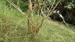 Arge berberidis