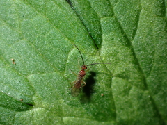 Meteorus pulchricornis