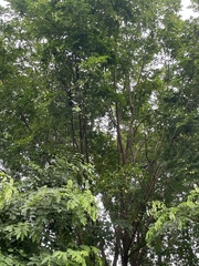 Pterocarpus indicus