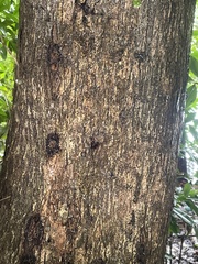 Pterocarpus indicus