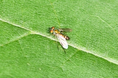 Condylostylus flavipes