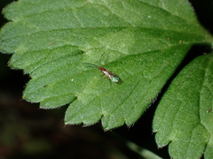 Meteorus pulchricornis
