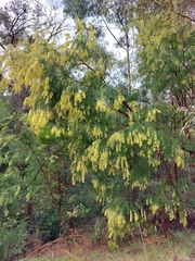 Acacia fimbriata