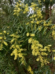 Acacia fimbriata
