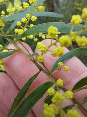Acacia fimbriata