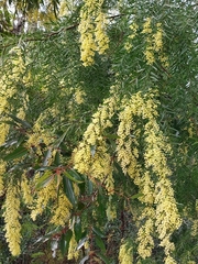 Acacia fimbriata