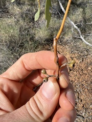 Eucalyptus normantonensis