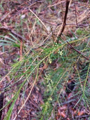 Acacia linifolia