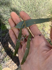 Eucalyptus normantonensis