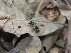 Hoplomutilla