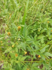 Bidens biternata