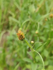 Bidens biternata