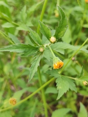 Bidens biternata