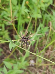 Bidens biternata