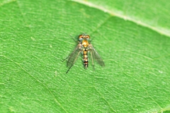 Condylostylus flavipes