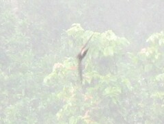 Aerodramus terraereginae terraereginae