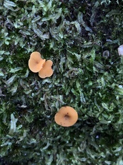 Phaeohelotium baileyanum