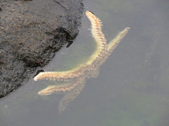 Meyenaster gelatinosus