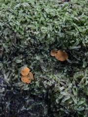 Phaeohelotium baileyanum