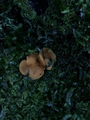 Phaeohelotium baileyanum