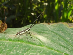 Neoptychodes trilineatus