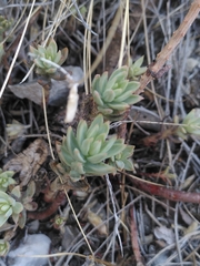 Semperviveae