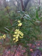 Acacia fimbriata