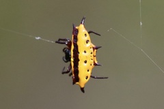 Gasteracantha taeniata