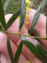 Acacia fimbriata