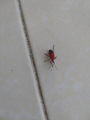 Dindymus sanguineus