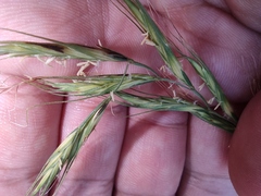 Elymus tsukushiensis