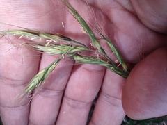 Elymus tsukushiensis