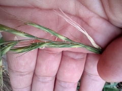 Elymus tsukushiensis