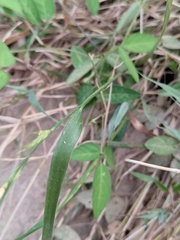 Elymus tsukushiensis