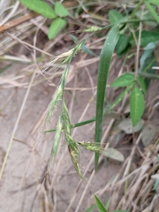 Elymus tsukushiensis