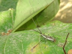Neoptychodes trilineatus