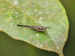 Scelimena gombakensis