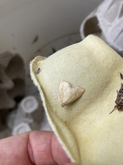 Anania crocealis