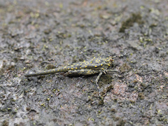 Scelimena gombakensis