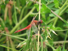 Erythrodiplax corallina